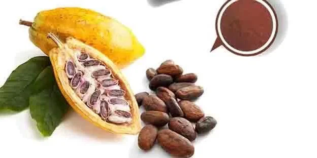 Cocoa Extract-2