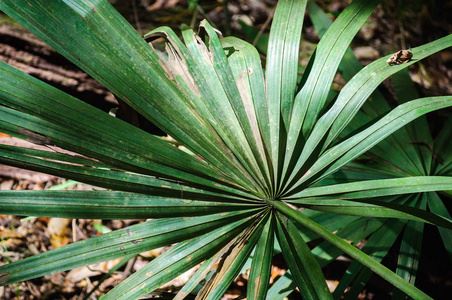 saw palmetto-1 saw palmetto-1
