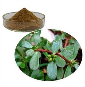 Пурслане у праху