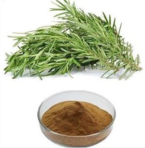 Екстракт рузмарина Росмариниц Ацид